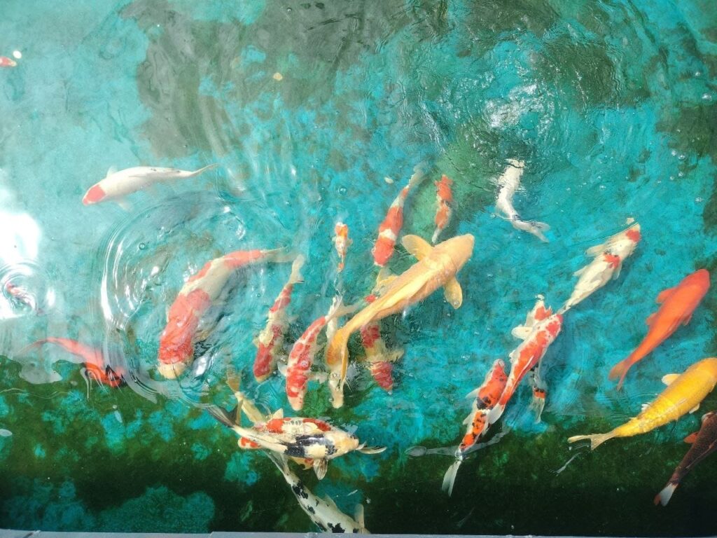 Gig Ridge Photos Fish